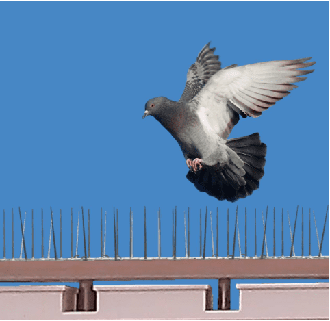 aesthetic-protection:-enhancing-spaces-with-bird-spikes