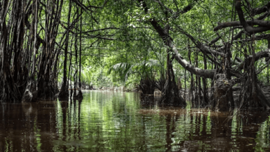why-bayou-swamp-tours-cater-to-every-age-group