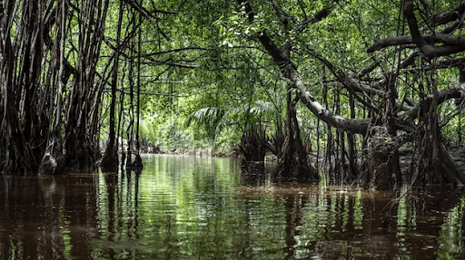 why-bayou-swamp-tours-cater-to-every-age-group
